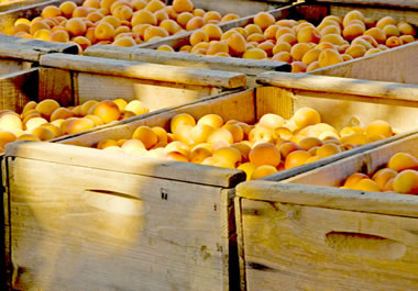 Crates of apricots