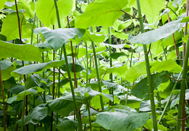 Japanese knotweed, a highly invasive species