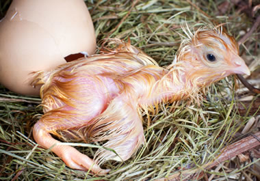 Newborn chick, emerging from the shell