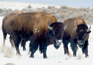 Buffalo roaming open pastures in the winter