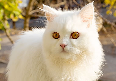 Kitten with fluffy white fur