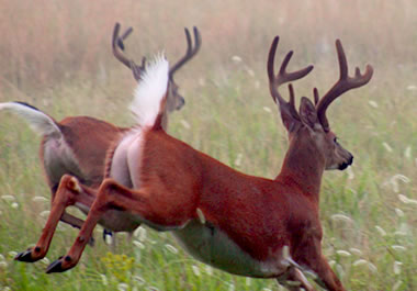 Deer fleeing from danger