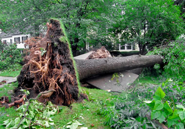 Tree uprooted by a storm