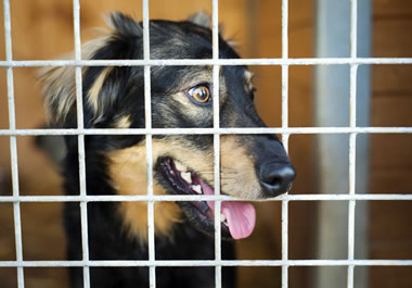 A dog in an animal shelter