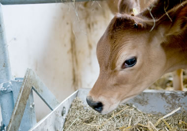 A calf eating fodder