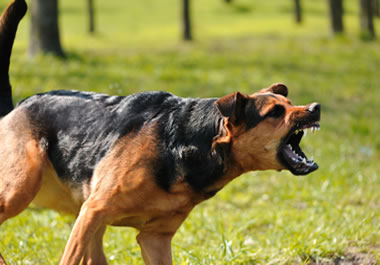 Aggressive dog showing its teeth