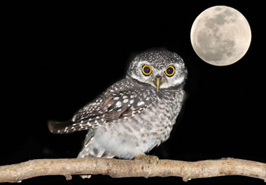 An owl is a nocturnal creature.