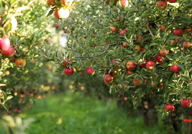 A copious crop of apples