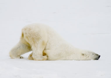 The polar bear is in a peculiar position.
