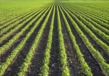 Rows of soybeans, perfectly aligned