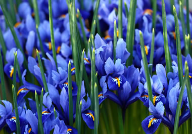 Irises in a field