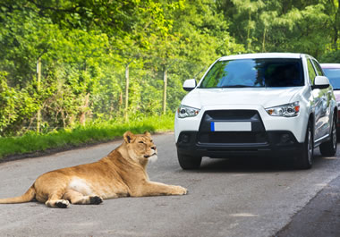 The lion is lying smack-dab in the middle of the road.