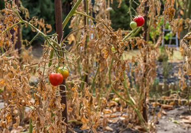 The plants shriveled in the heat. 