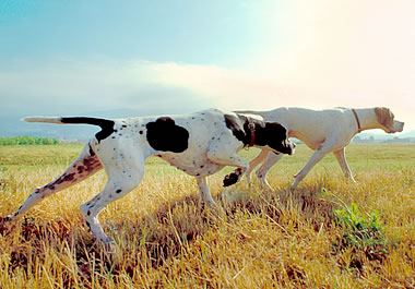 The dogs have a keen sense of smell.   