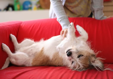 The dog shows no inclination of moving off the couch.