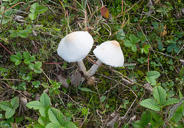 Edible mushrooms