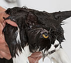 Sodden Illustration