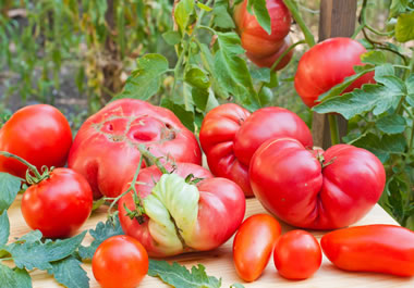 A bunch of grotesque tomatoes