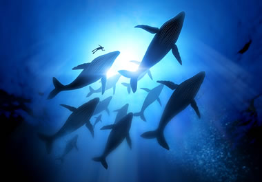 A group of immense whales