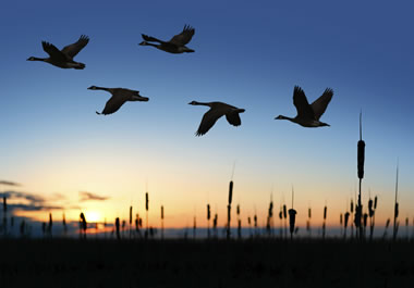 Migrating geese