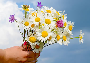 A bouquet of wildflowers