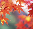 Foliage Illustration