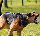 Whoops Definition & Meaning | Britannica Dictionary