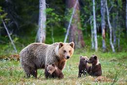 GRIZZLY BEAR definition and meaning