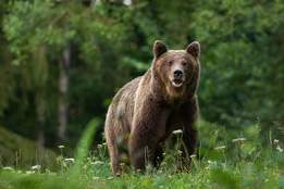 Bears Definition and Examples - Biology Online Dictionary