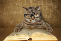 cat reading