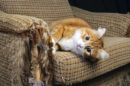 cat ripping up furniture