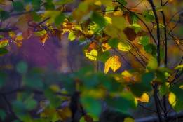 changing-leaves-photo