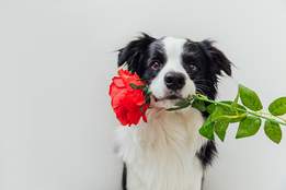 dog with rose in mouth
