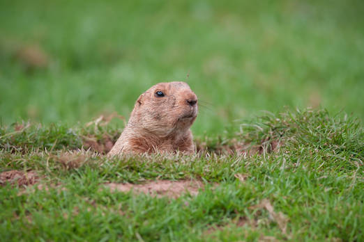 Groundhog Definition & Meaning - Merriam-Webster