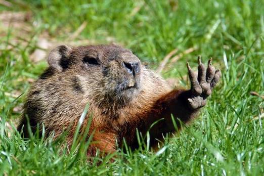 groundhog day meaning in tamil