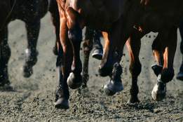 photo of lower portion of horses legs running on a track