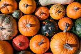 pumpkins of various shades