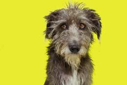 scruffy dog posing in front of yellow background