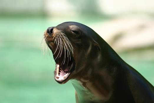 Sea lion Definition & Meaning - Merriam-Webster