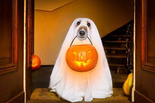 SPOOKY Synonyms: 110 Similar and Opposite Words | Merriam-Webster Thesaurus