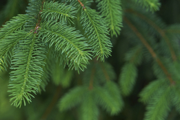 SPRUCE Definition & Meaning - Merriam-Webster