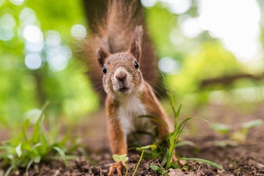 SQUIRRELED Definition & Meaning - Merriam-Webster