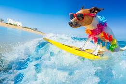surfing dog photo is funner or funnest a real word