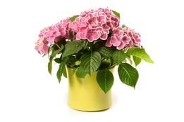 Loathe Definition & Meaning - Merriam-Webster