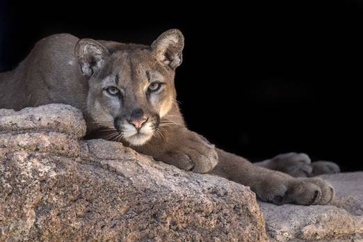 Catamount Definition Meaning Merriam Webster Catamount Definition Meaning Merriam Webster