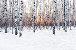 woods in snow