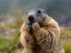 a marmot or groundhog stands on a field looking worried