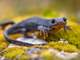 alpine newt sitting on rock and bed of moss