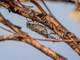 cicada on tree branch