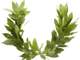 laurel wreath